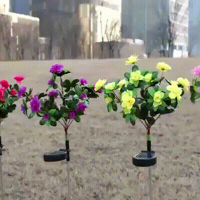 Solarne Ruže Premium